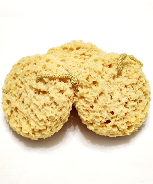 Sea Sponge